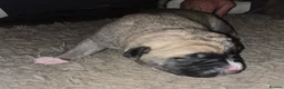 Mixed Breed dogs for sale: Cane Corso x Puppies - Advert 7