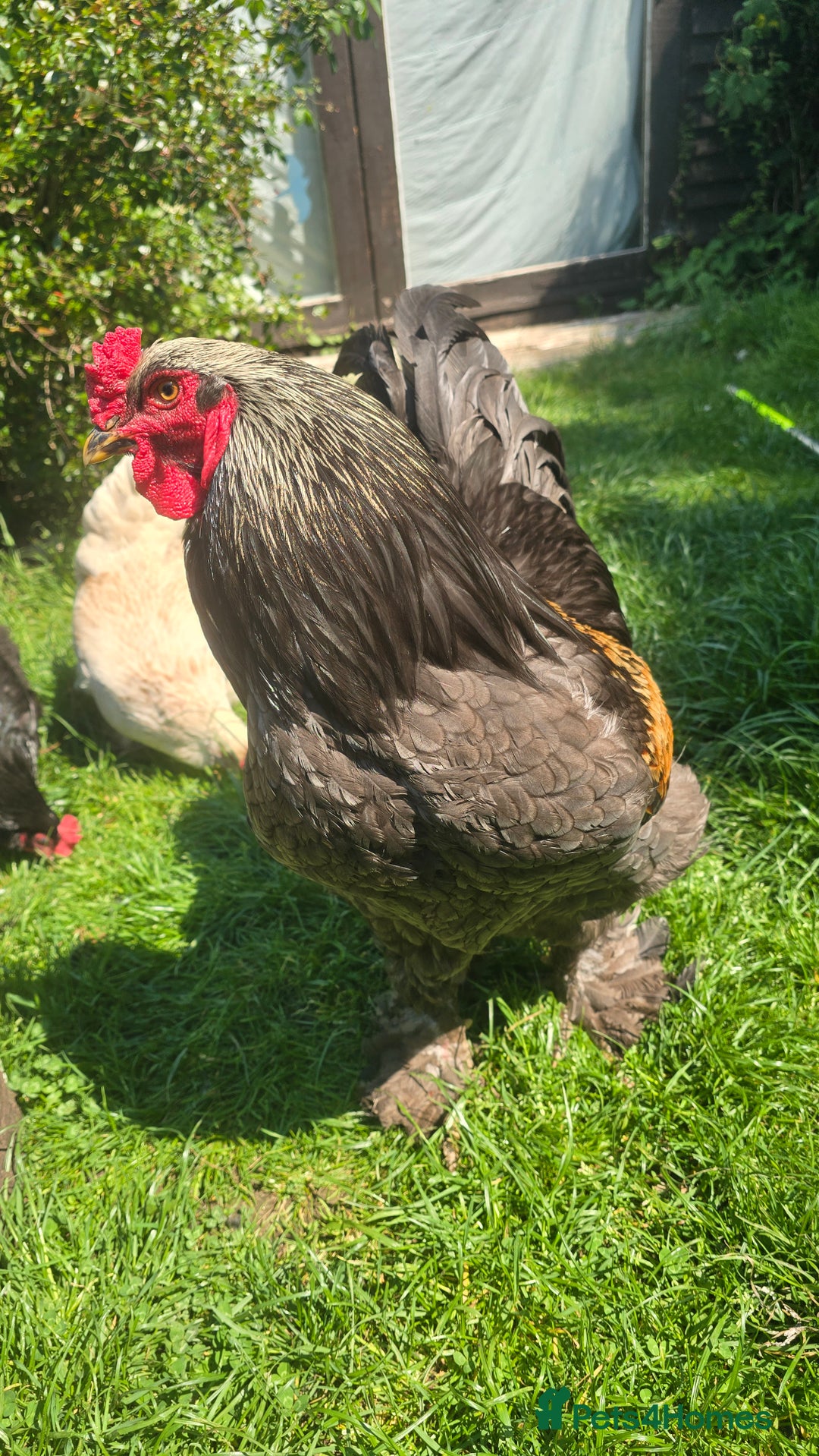 Chickens poultry for sale: 1 year old pure bred Brahma cockerel - Image 2