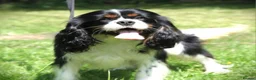Cavalier King Charles Spaniel dogs for sale: KC Cavalier King Charles puppies - Advert 10