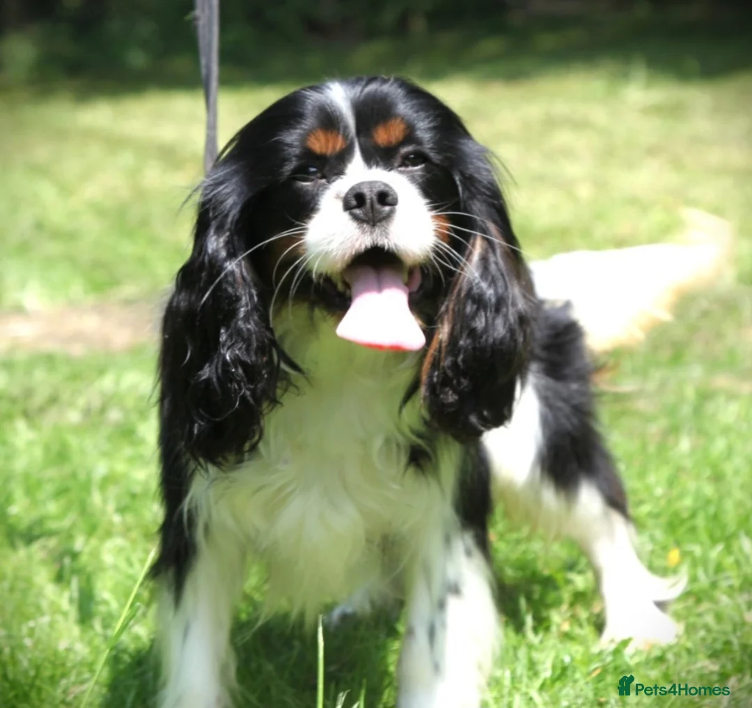 Cavalier King Charles Spaniel dogs for sale: KC Cavalier King Charles puppies - Advert 10