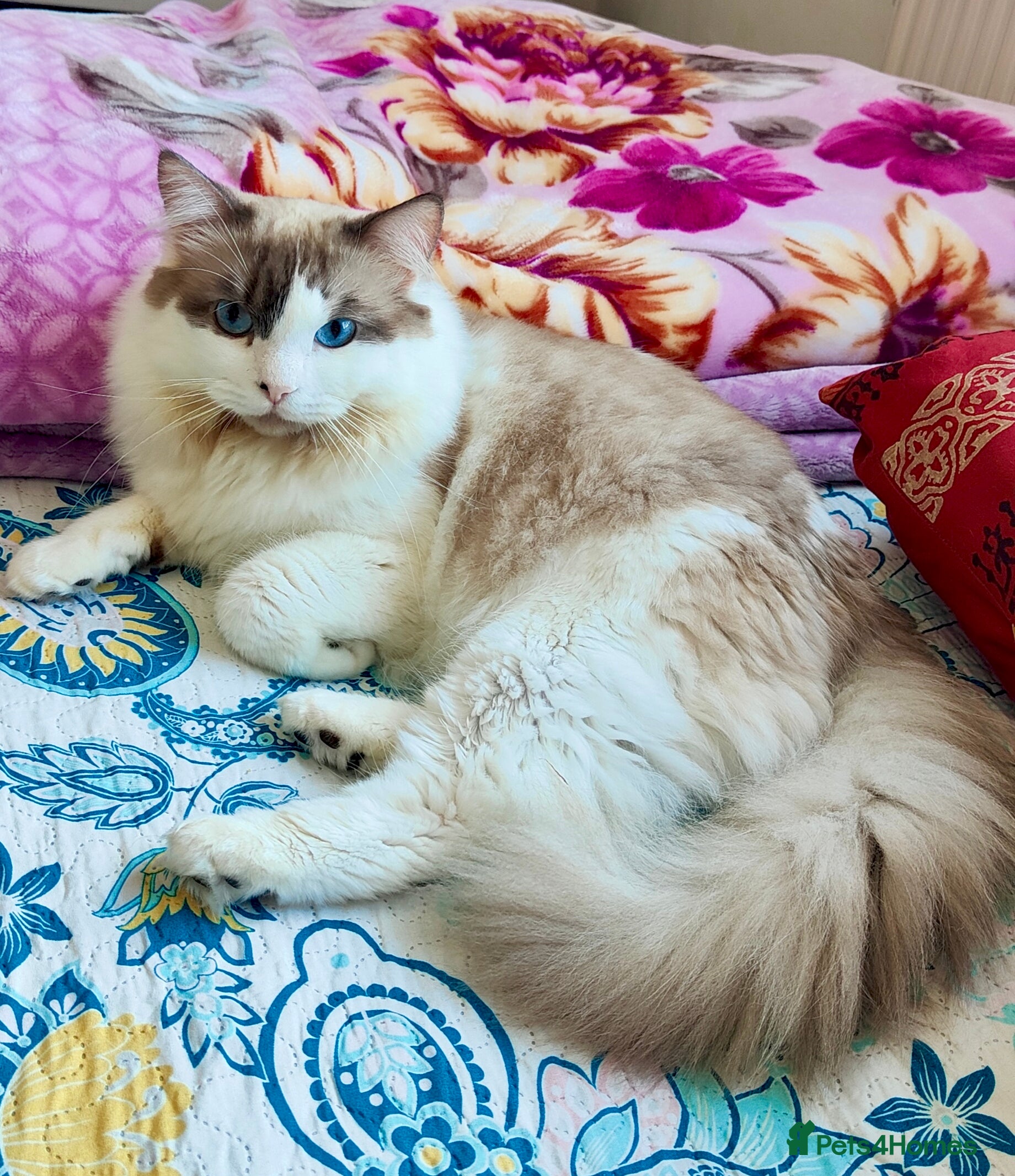 Ragdoll cats ✨ Ragdoll Stud Available – 1.5 Years Old ✨ - Advert 3