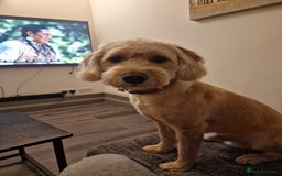 Labradoodle dogs for sale: Super cute and friendly Labradoodle  - Image 2
