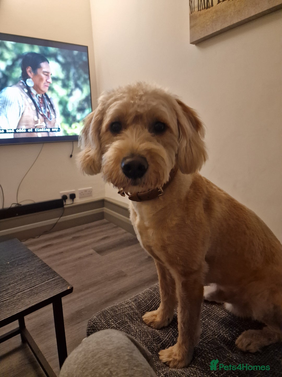 Labradoodle dogs for sale: Super cute and friendly Labradoodle  - Image 2