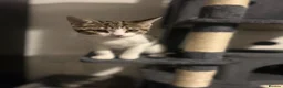 Mixed Breed cats for sale: Beautiful Bengal × Domestic shorthair Kittens 🐾 - Advert 6