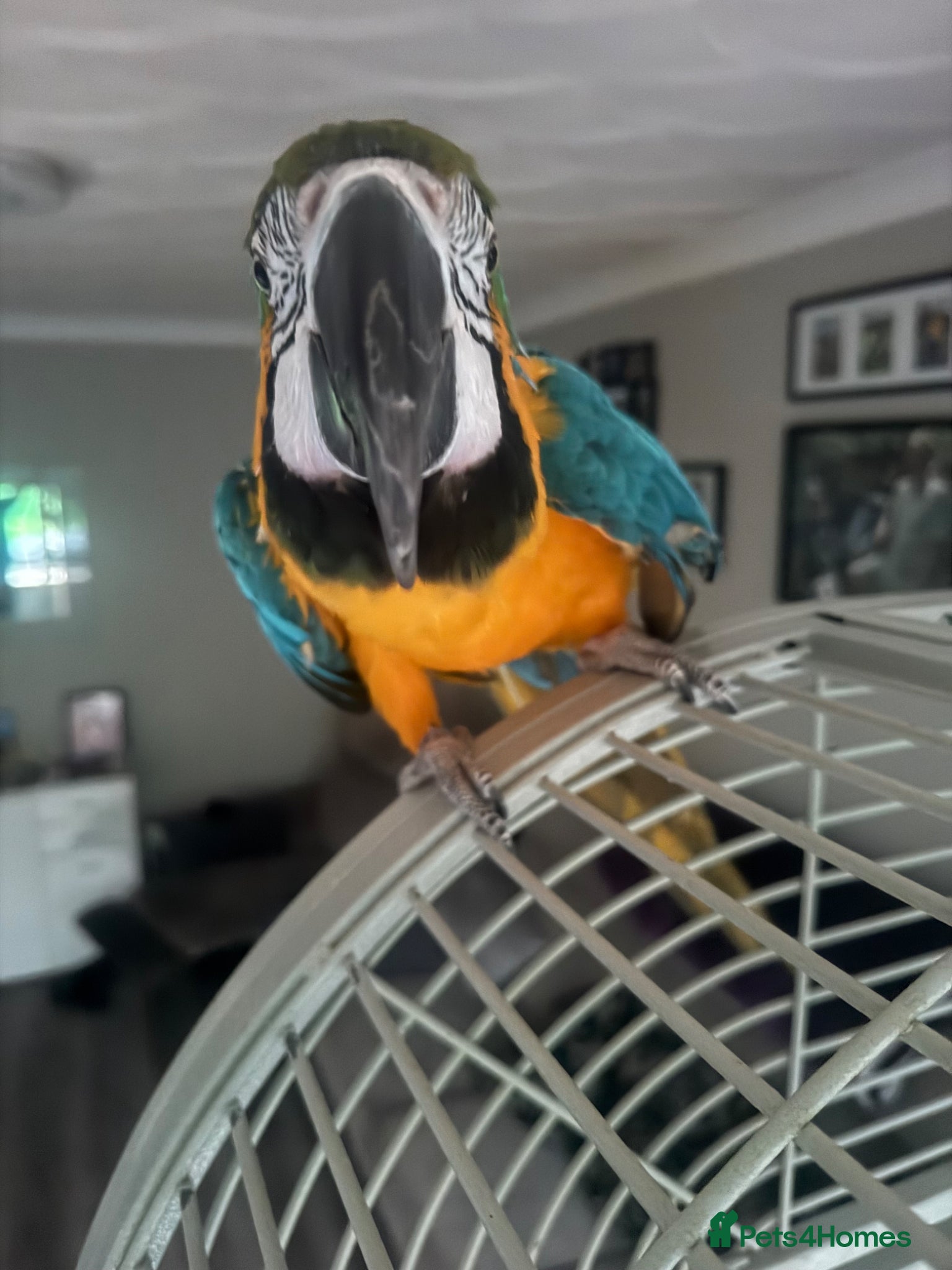 Macaws birds Blue and gold macaw - Advert 1