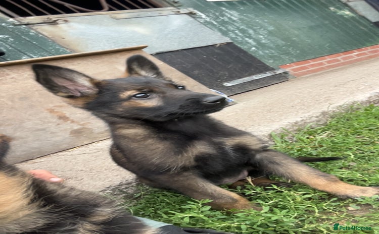 German Shepherd dogs - Advert 1