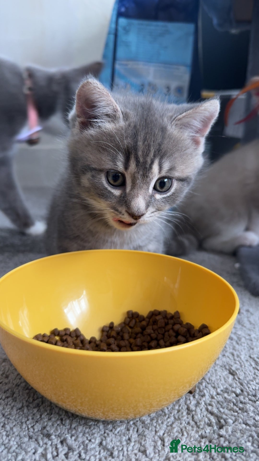 Mixed Breed cats for sale: Beautiful mix breed kittens - Image 7