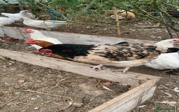 Chickens poultry for sale: Poultry for sale  - Image 2