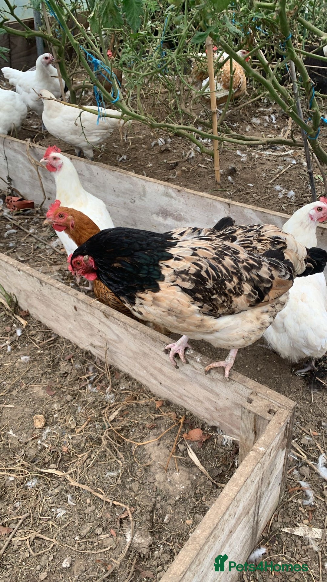 Chickens poultry for sale: Poultry for sale  - Image 2