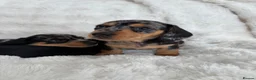 Miniature Dachshund dogs for sale: Miniature Dacshund’s  - Advert 36