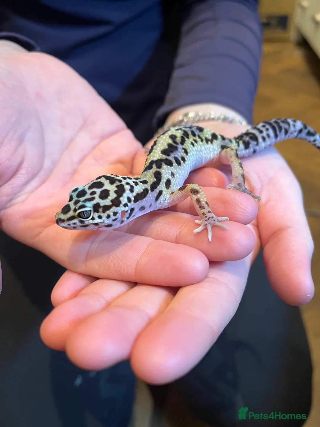 Leopard Gecko reptiles for sale: Leopard Gecko and Full set up  in Bath - Advert 2