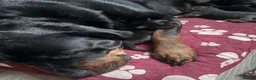 Rottweiler dogs for sale: Stunning pups 3 rare - Advert 3