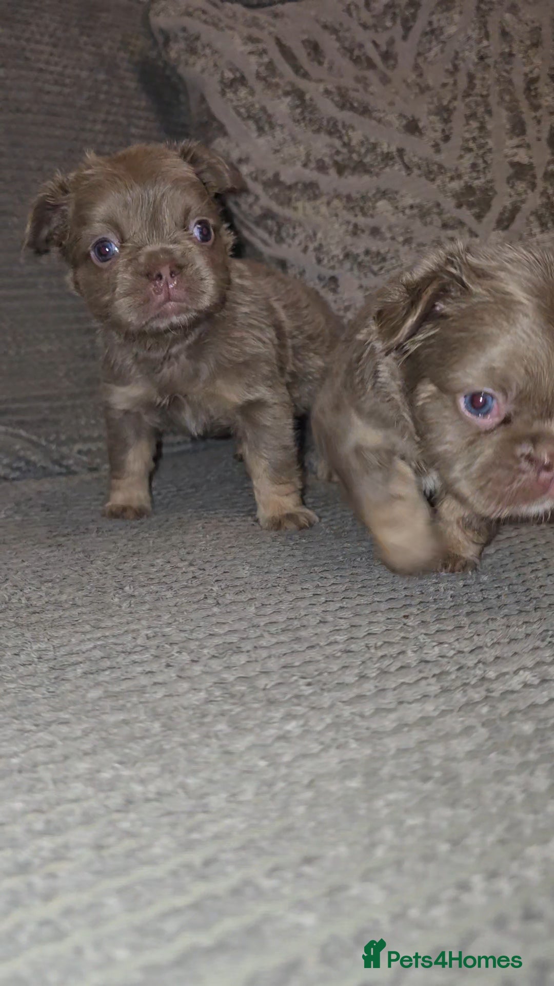 French Bulldog dogs for sale: Quality fluffy kc registered French bulldogs  - Advert 15