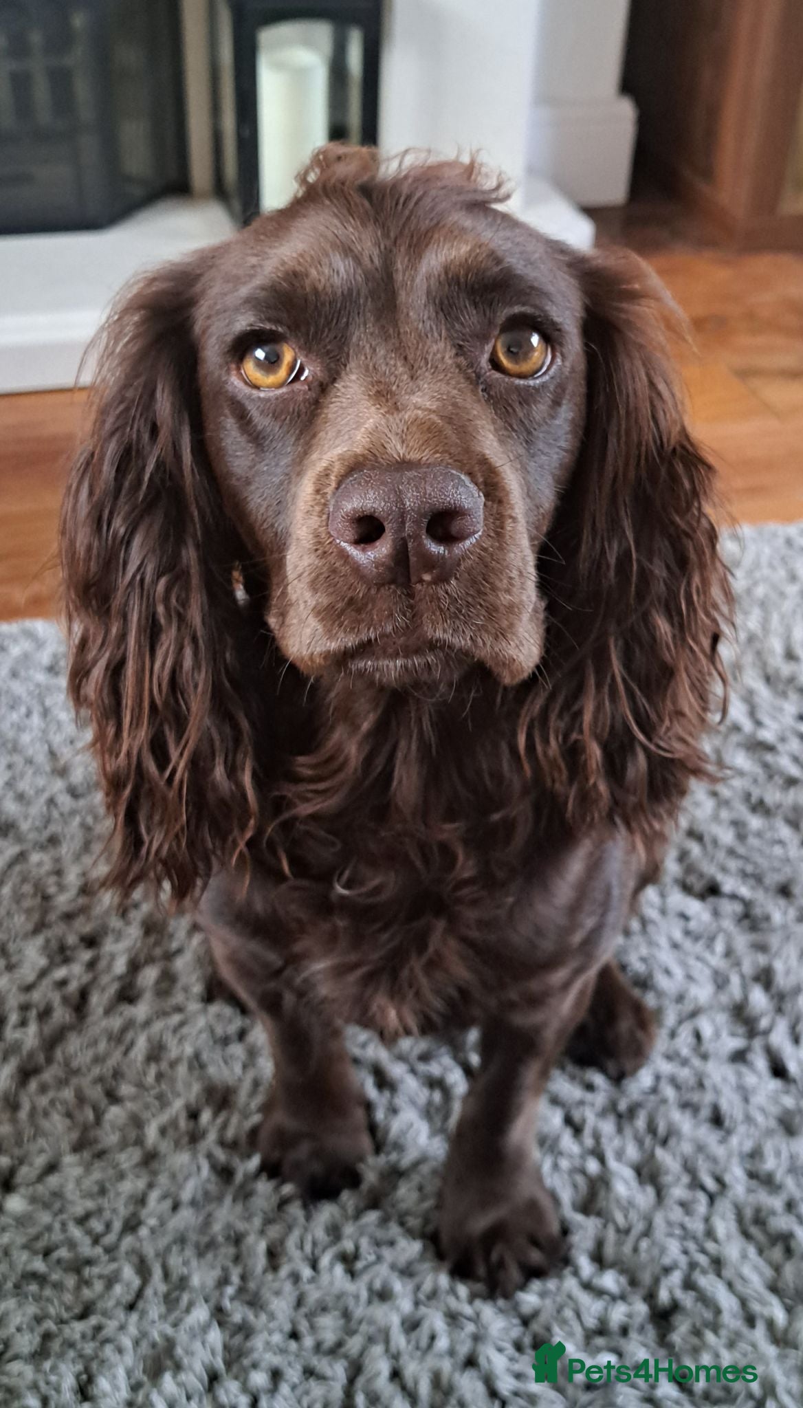 Cocker Spaniel dogs Stunning KC Working cocker spaniels 25+FTCH(5 GEN) - Advert 2