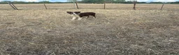 Border Collie dogs for sale: Pup 13 weeks old  in Rushden - Advert 2