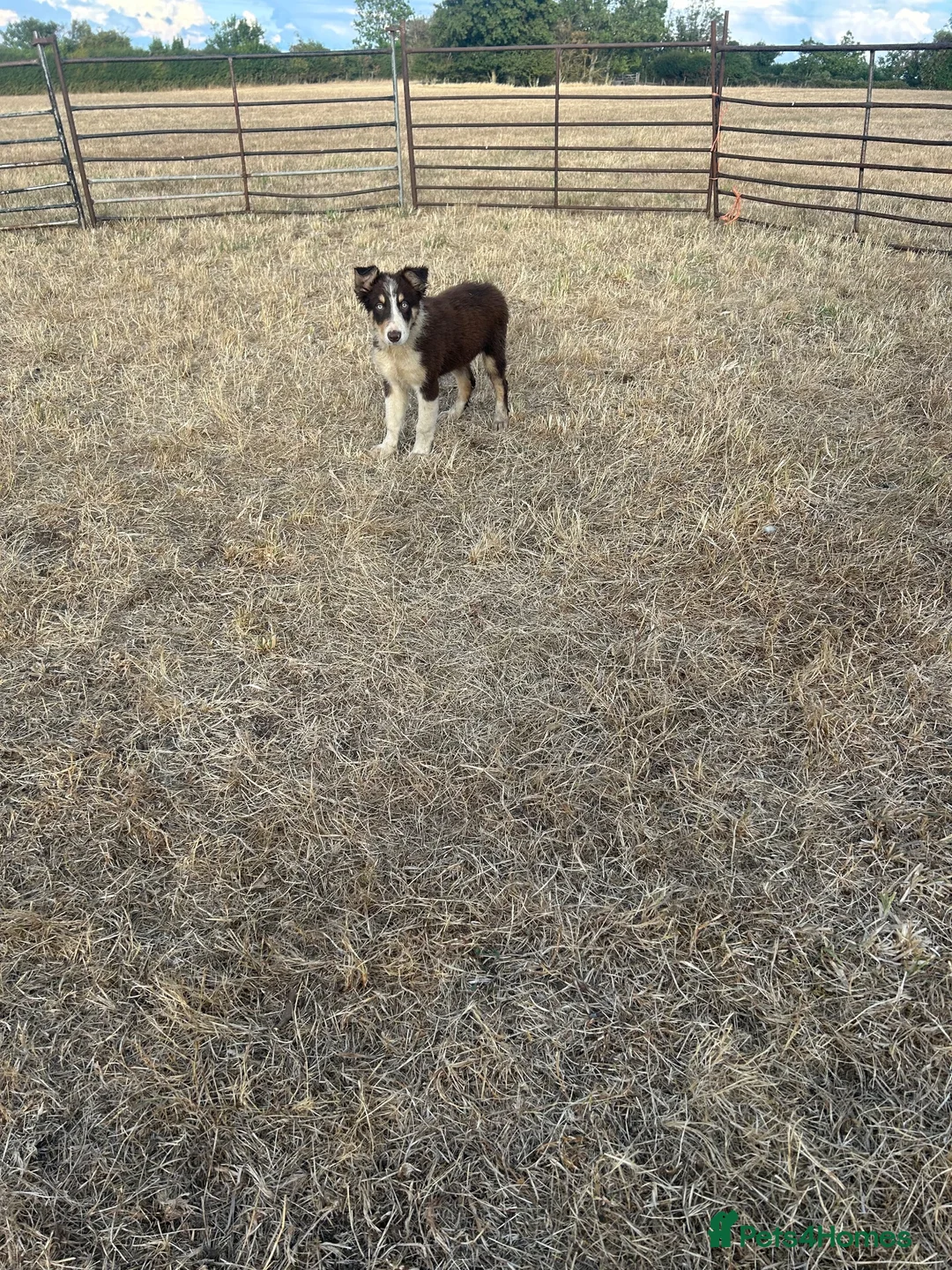 Border Collie dogs for sale: Pup 13 weeks old  in Rushden - Advert 2