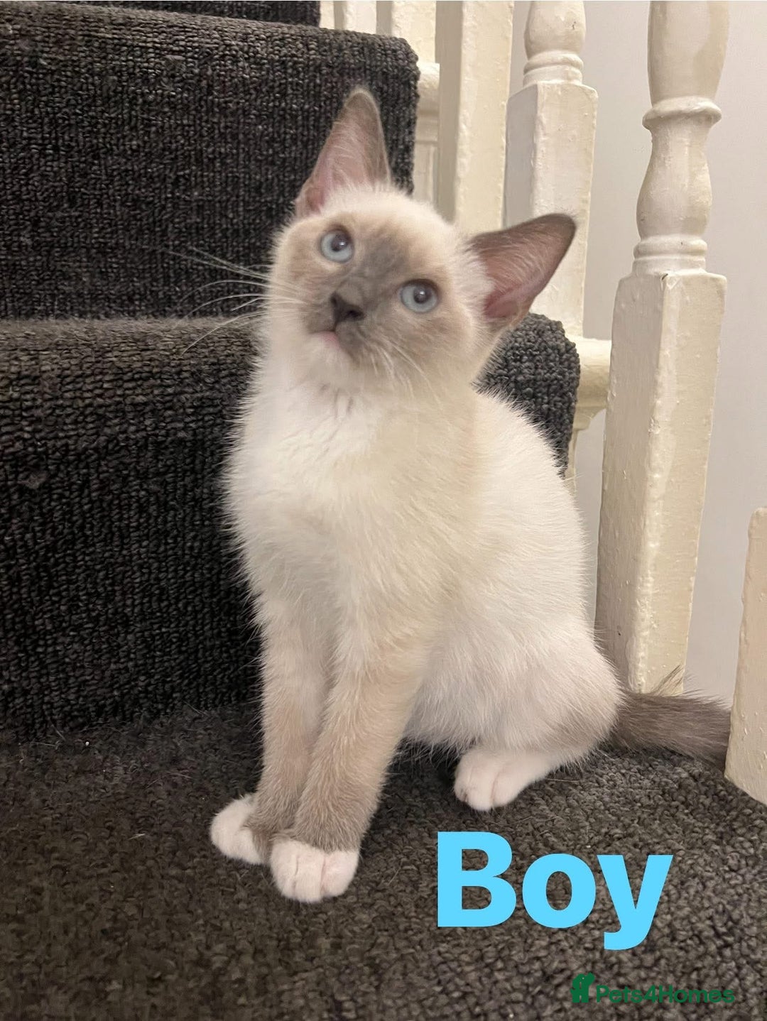 Ragdoll cats for sale: Adorable kittens Ragdoll for sale  - Image 7