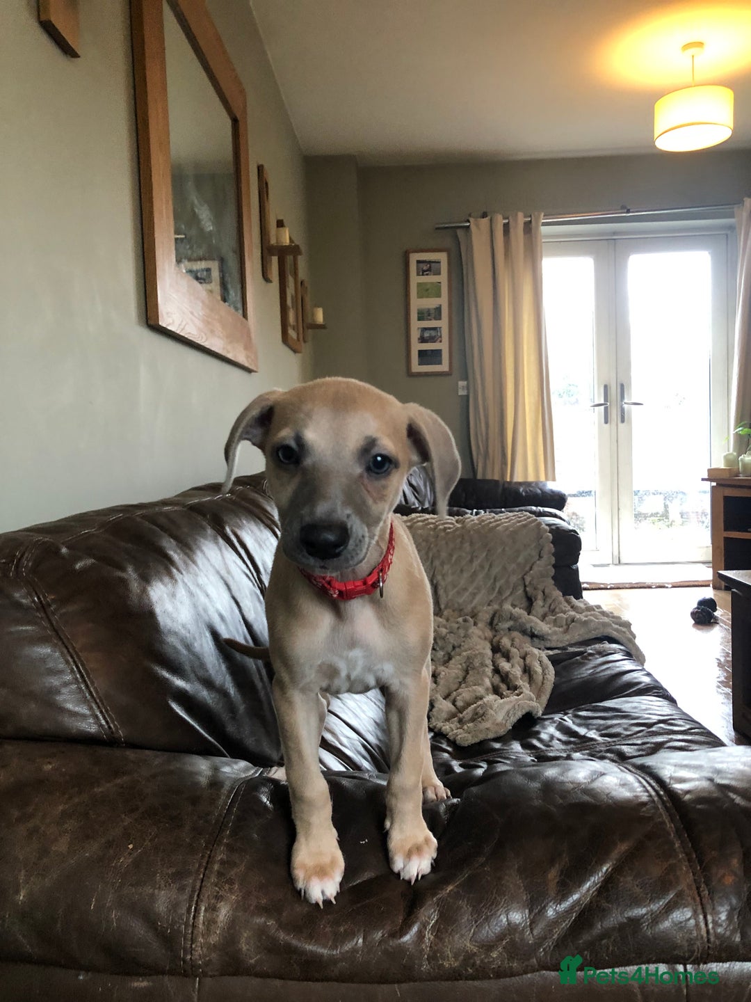 Whippet dogs for sale: Kc registered blue fawn whippets  - Image 7