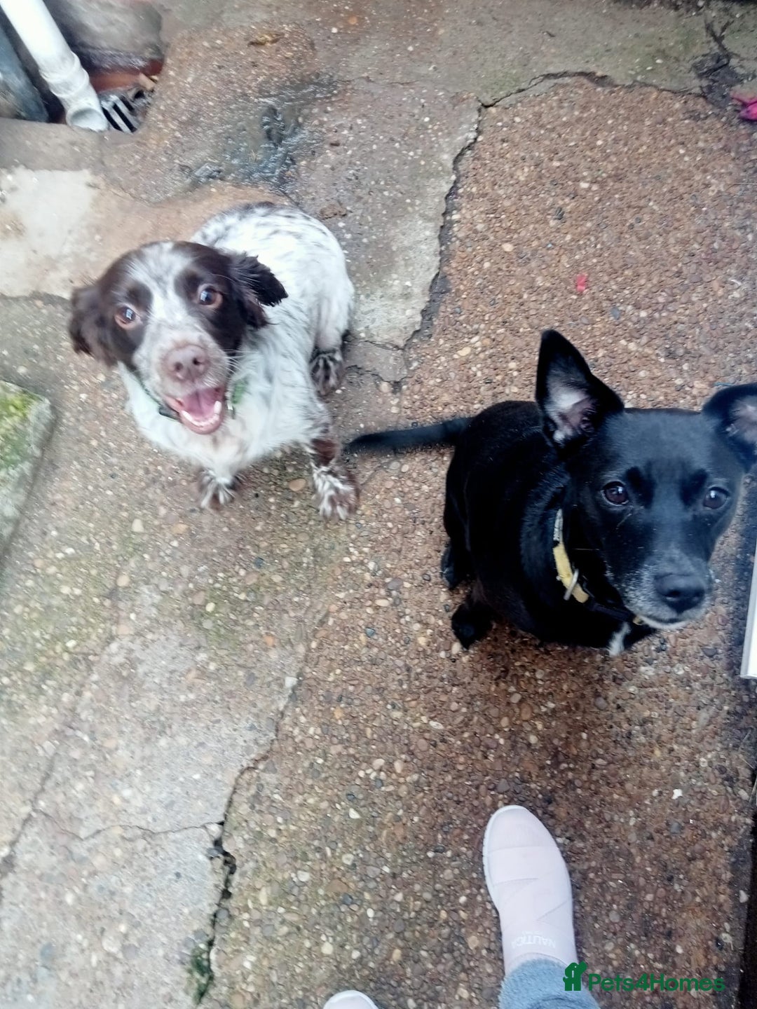 English Springer Spaniel dogs for adoption: DAISEY THE SPRINGER & WINNIE THE LABRADOR X PARSON - Image 1