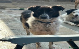 Mixed Breed dogs for adoption: Herby - Norwich Norfolk  - Image 4