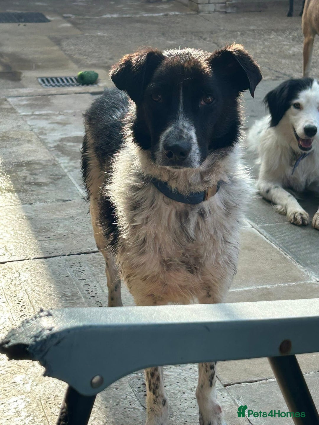 Mixed Breed dogs for adoption: Herby - Norwich Norfolk  - Image 4