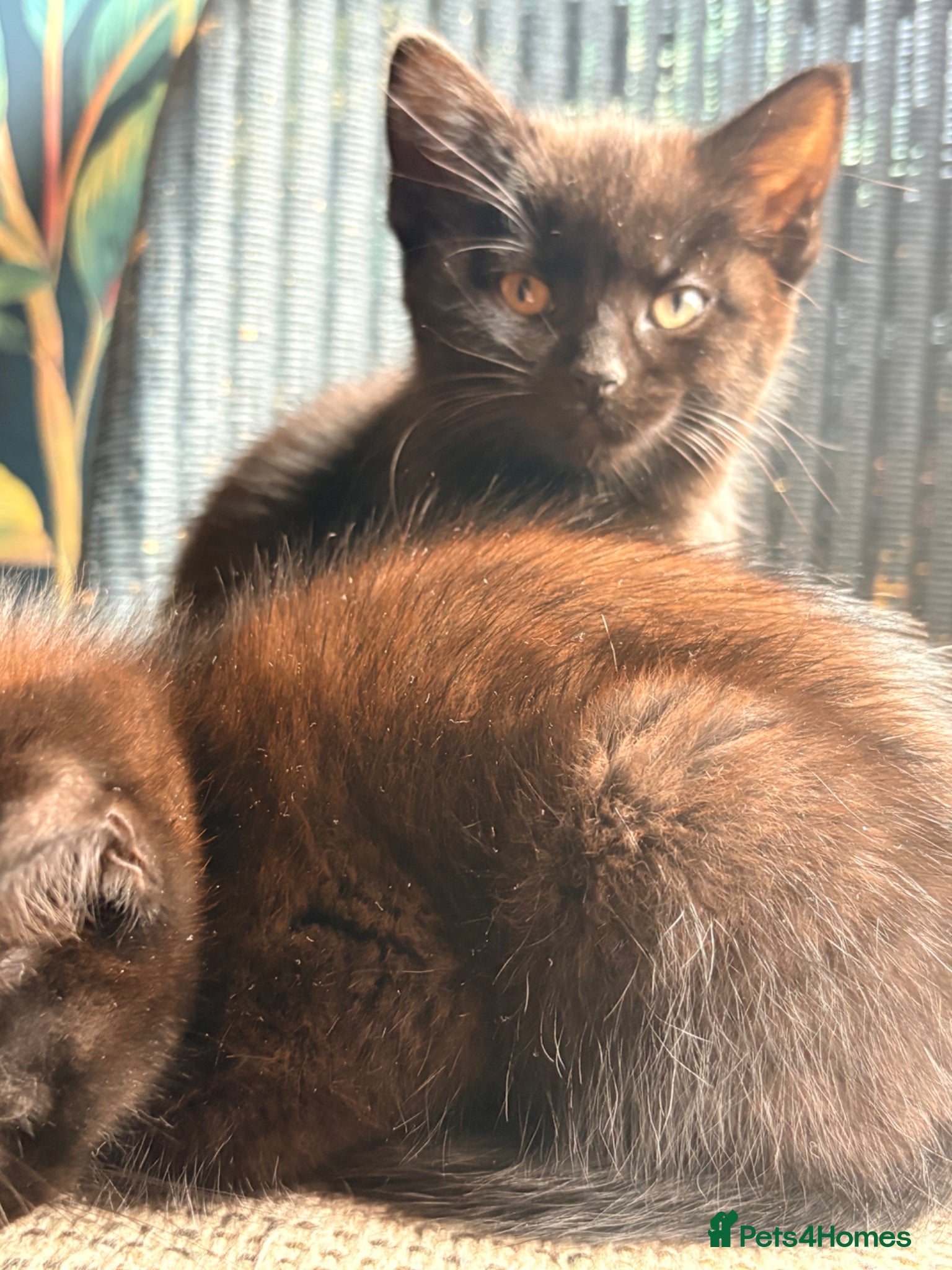 Mixed Breed cats Kittens - Advert 1