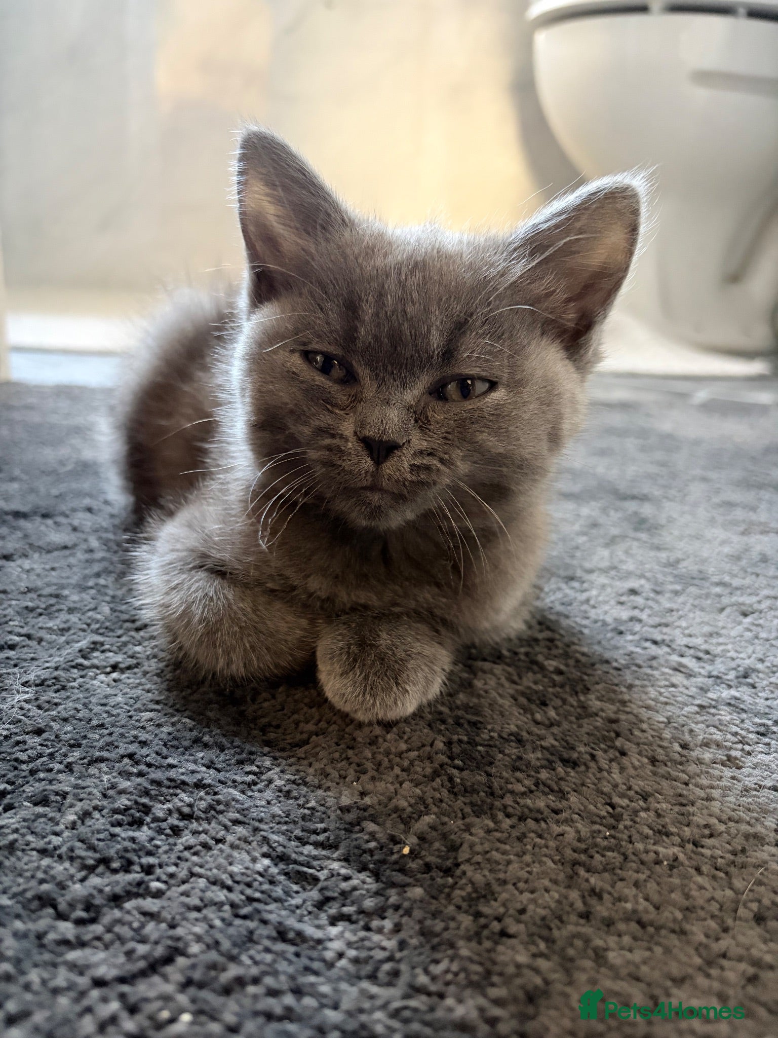 British Shorthair cats Purrfect British blue X Ragdoll girls ready to go  - Advert 2