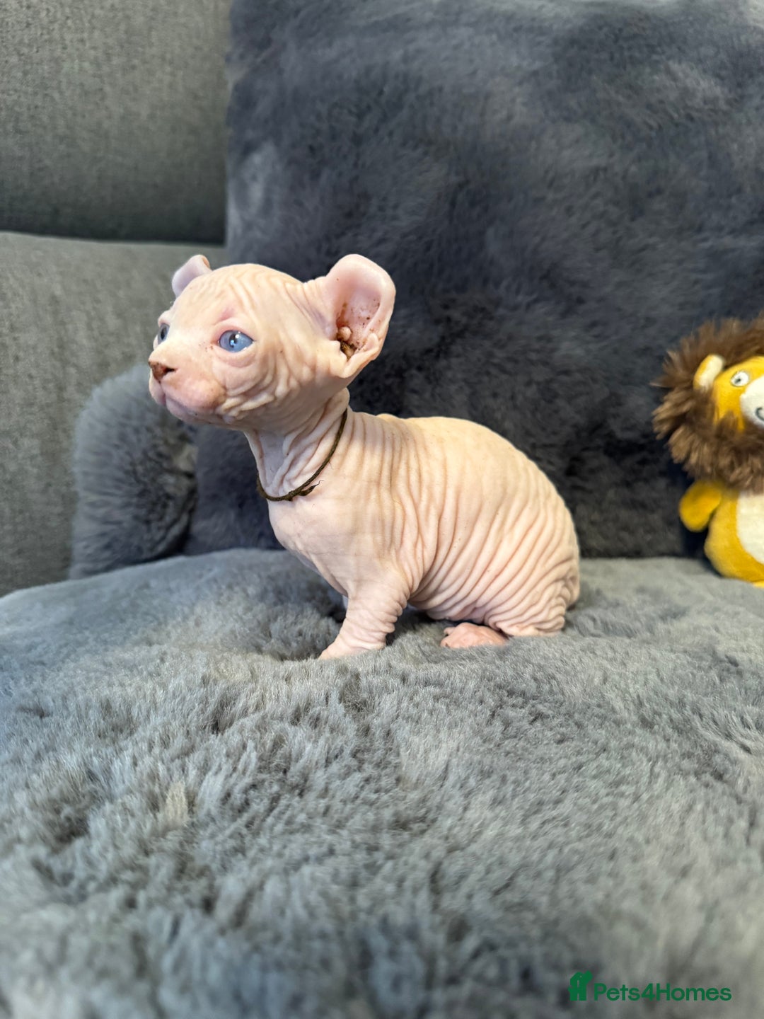 Sphynx cats for sale:  🔥Sphynx and Elf kittens 🔥 - Advert 13