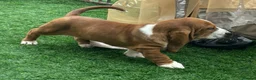 Basset Hound dogs for sale: Basset hound  in Sittingbourne - Advert 3
