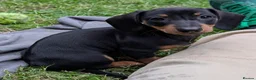 Dachshund dogs for sale: Gorgeous sausage dog puppies  - Advert 12
