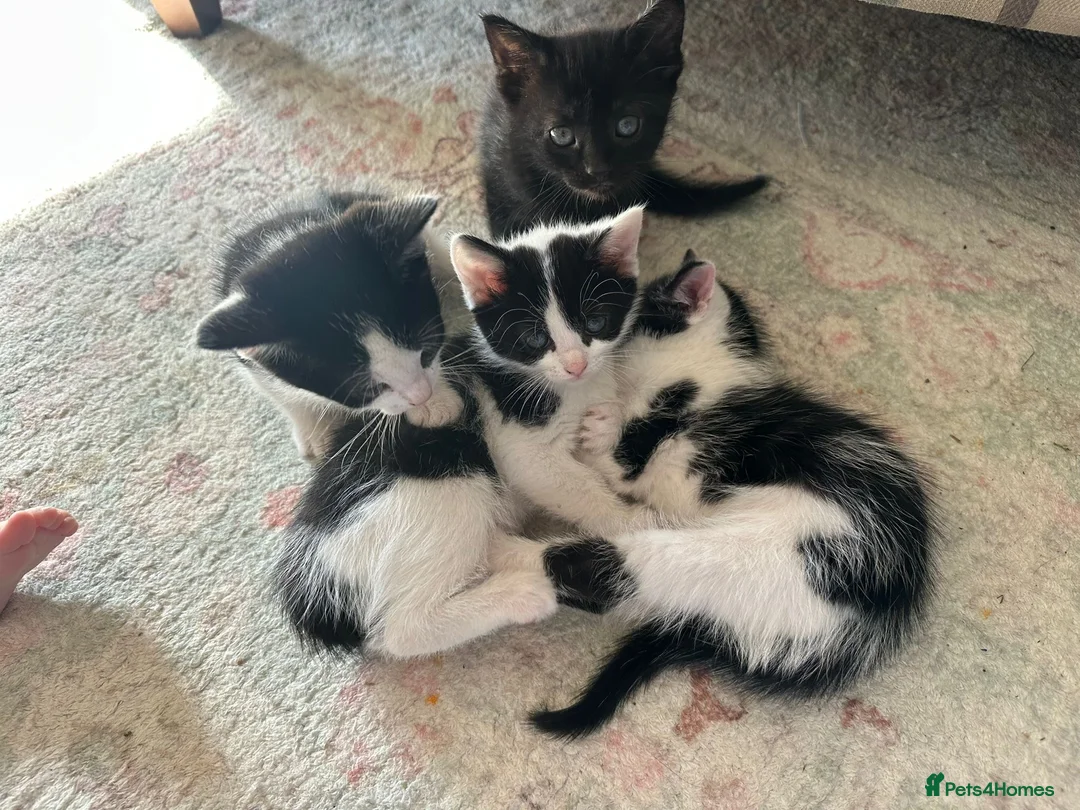 Mixed Breed cats for sale: Non pedigree kittens - Advert 1