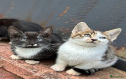 Bengal cats for sale: Gorgeous Bengal X Kittens!! Price Reduced!! - Image 1