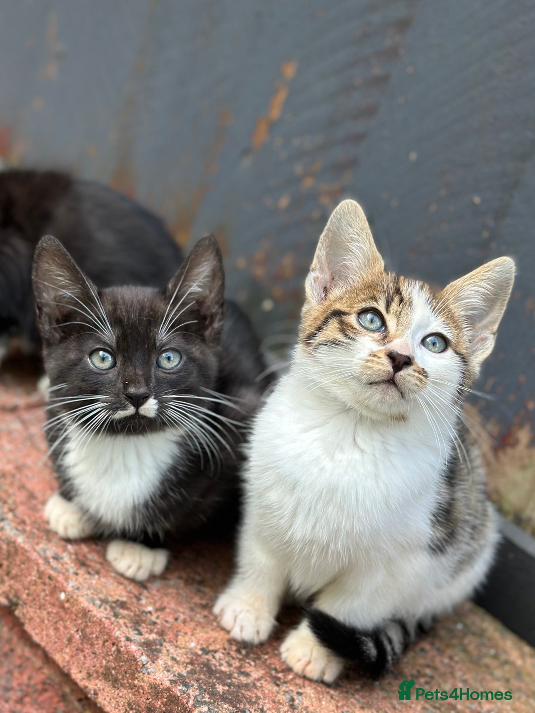 Bengal cats for sale: Gorgeous Bengal X Kittens!! Price Reduced!! - Image 1