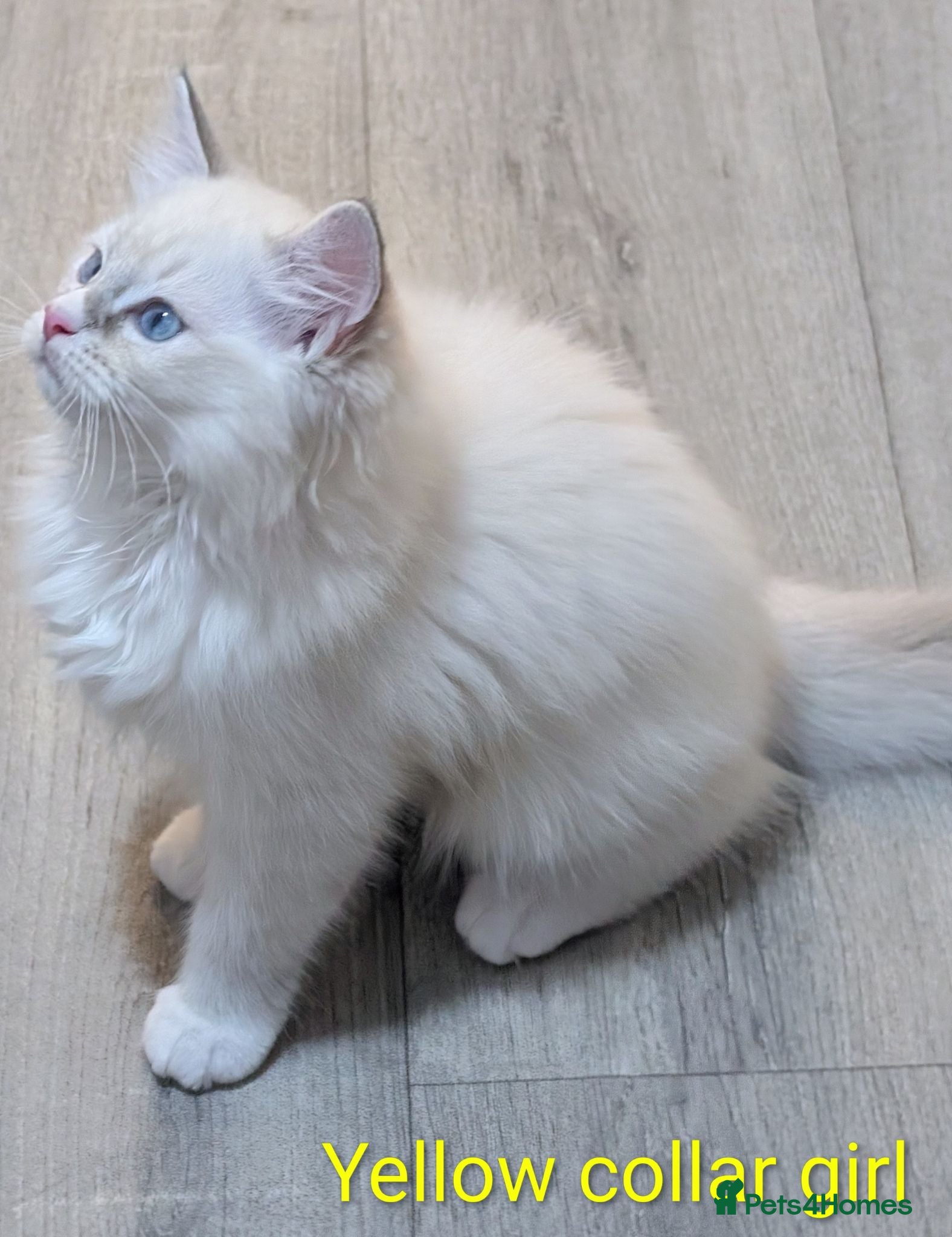Ragdoll cats 🏆Grandchamp EU TICA Ragdoll kittens  - Advert 10