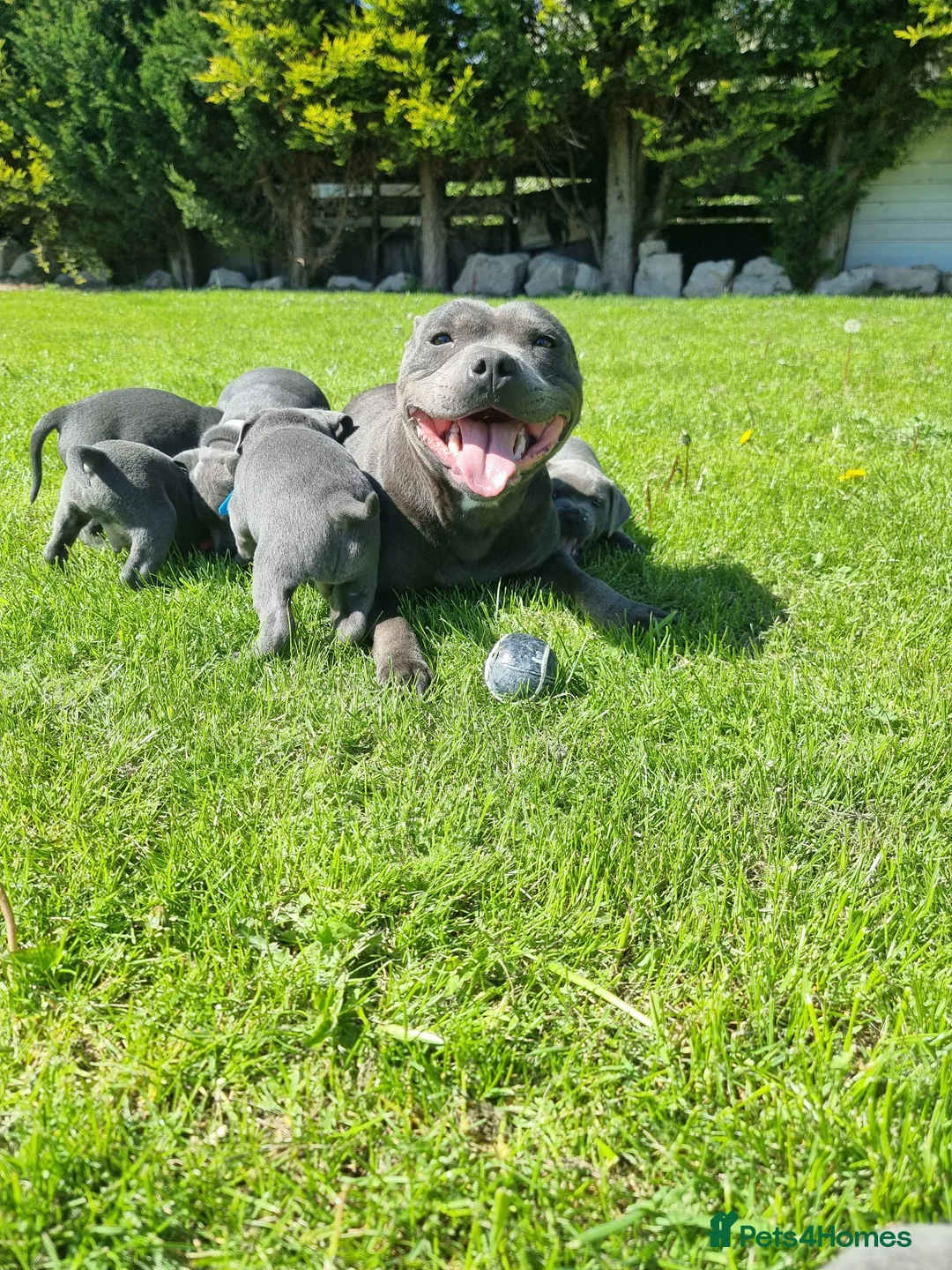 Staffordshire Bull Terrier dogs for sale: Full pedigree blue staffordshire bull terrier  - Advert 1