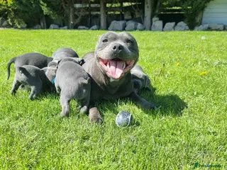 Staffordshire Bull Terrier dogs Full pedigree blue staffordshire bull terrier - Advert 2