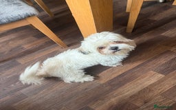 Mixed Breed dogs for sale: Shih tzu girl  - Image 4