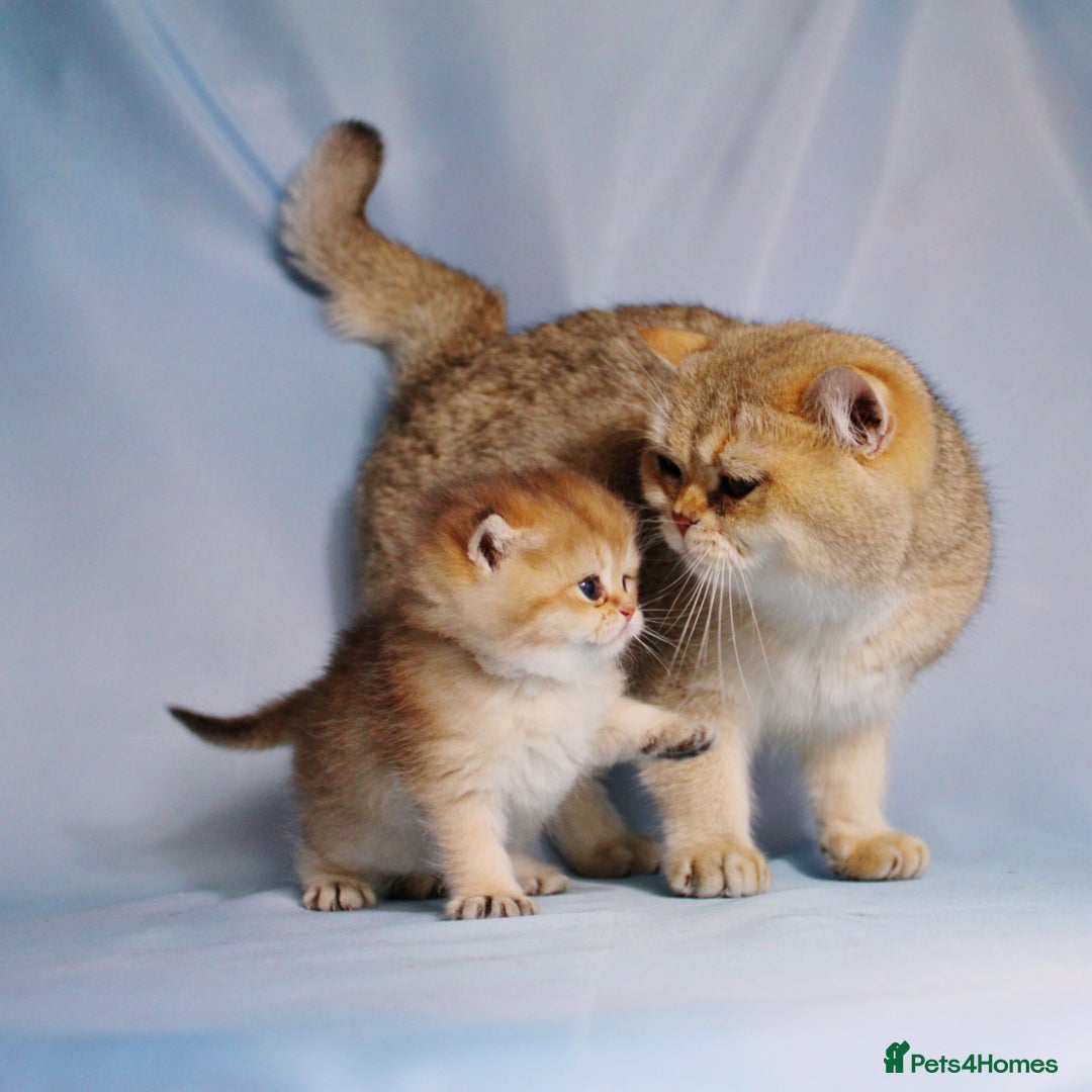 British Longhair cats for sale: British Longhair and Shorthair kittens  - Advert 11