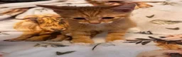 Mixed Breed cats for sale: Kittens  Domestic short hair in Worcester - Advert 32