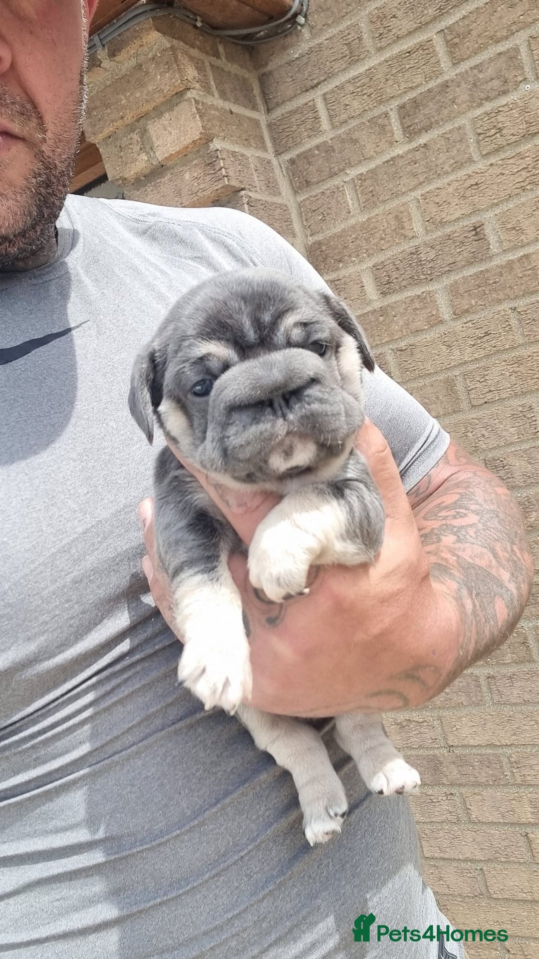 French Bulldog dogs for sale: Adorable pink and fluffy french bulldogs puppies  - Image 19