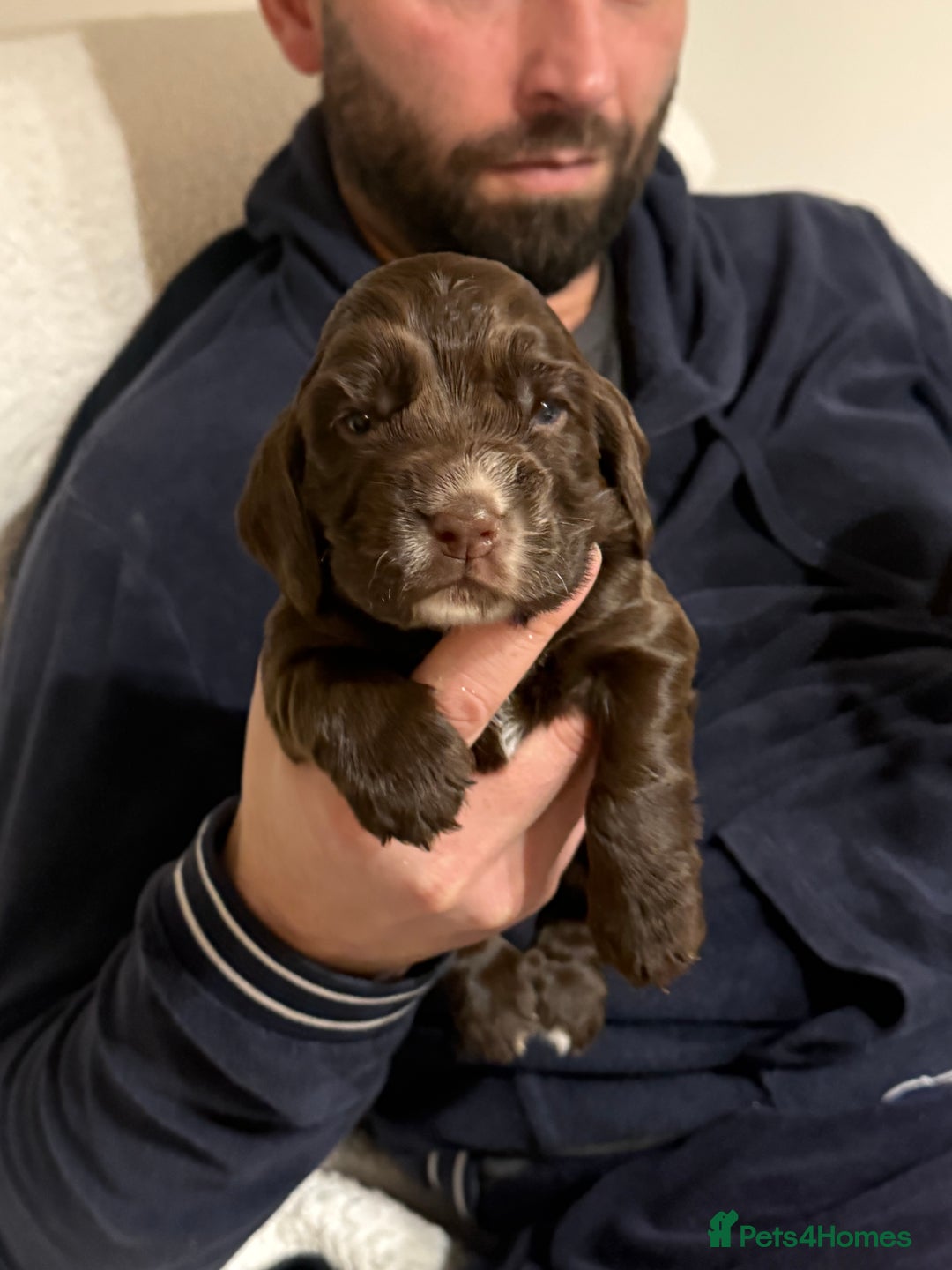 Cocker Spaniel dogs for sale: Exceptional Cocker Spaniel Puppies  - Advert 6