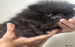 Pomeranian dogs for sale: Beautiful ** Pomeranians - Image 3