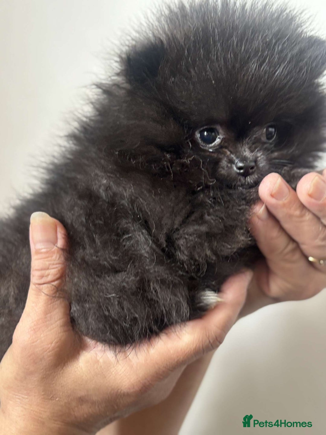 Pomeranian dogs for sale: Beautiful ** Pomeranians - Image 3