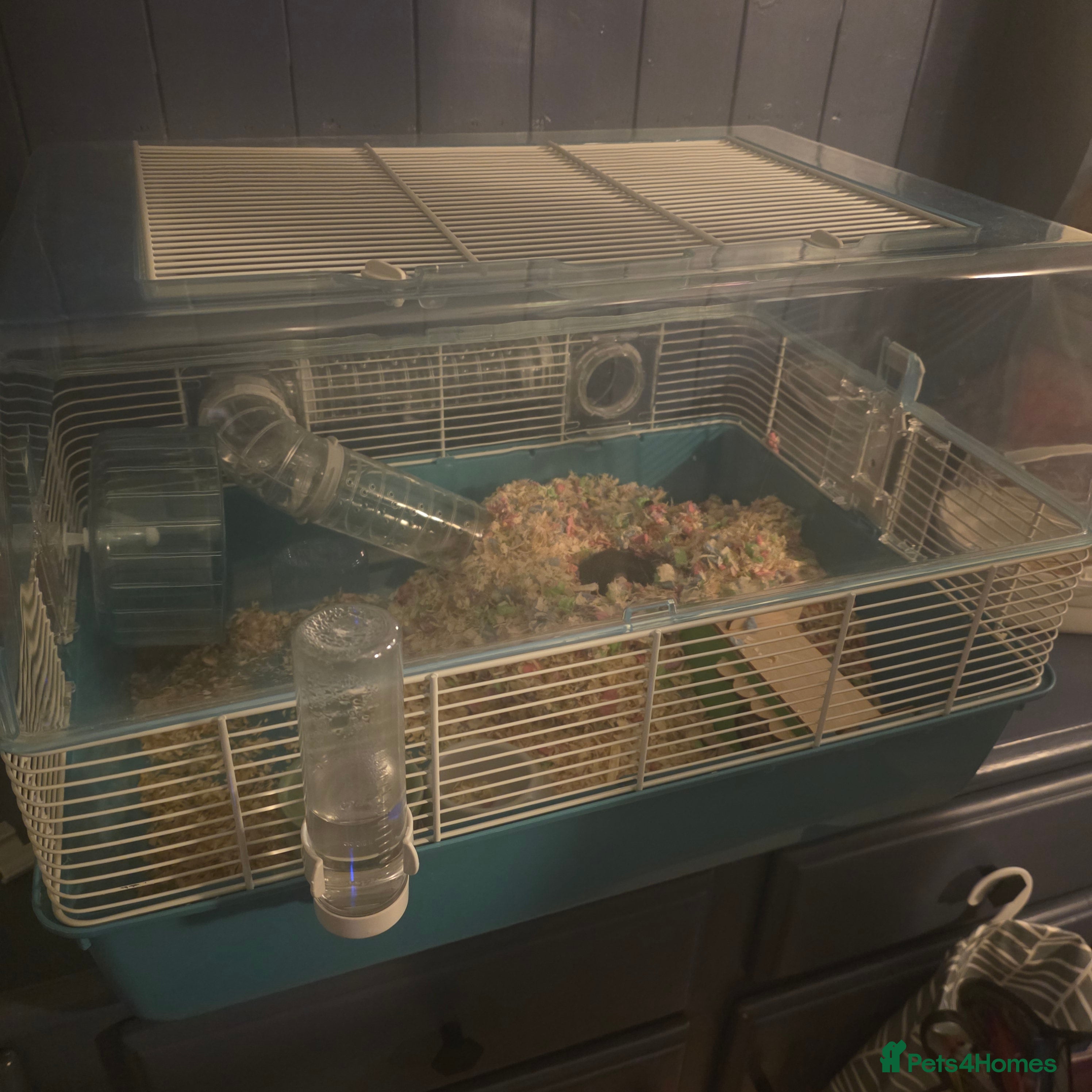 Hamster rodents Mr Nibbles (Hamster)  - Advert 11