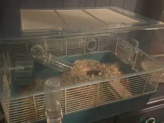 Hamster rodents Mr Nibbles (Hamster) - Advert 11