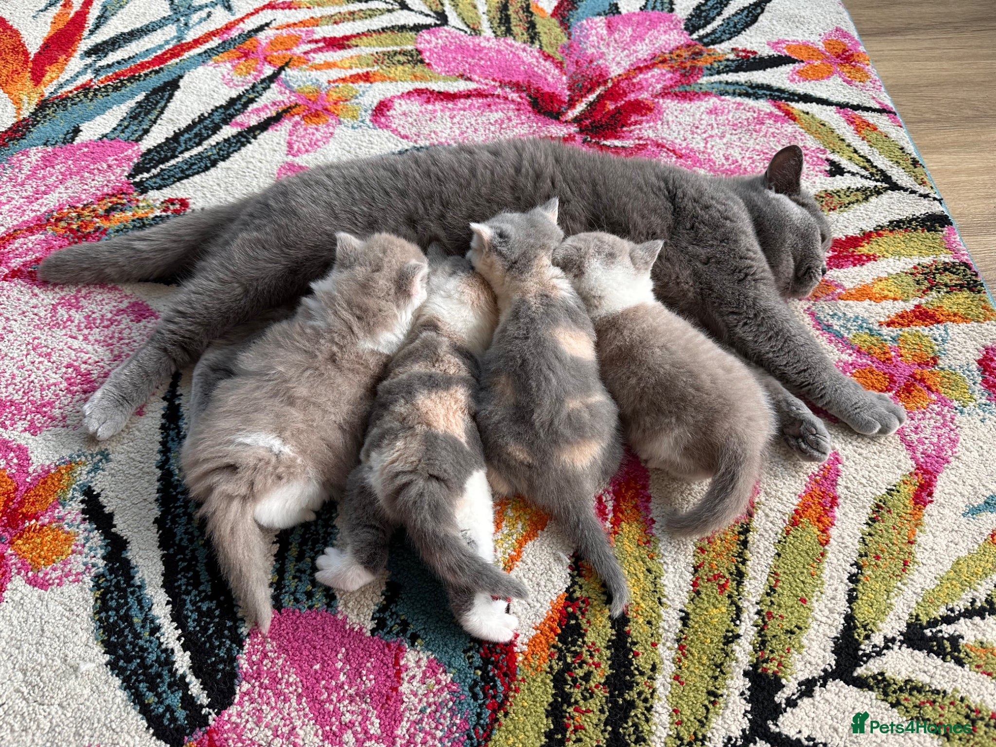 British Shorthair cats for sale: 3 Beautiful BSH, 1 BLH kittens - Advert 1