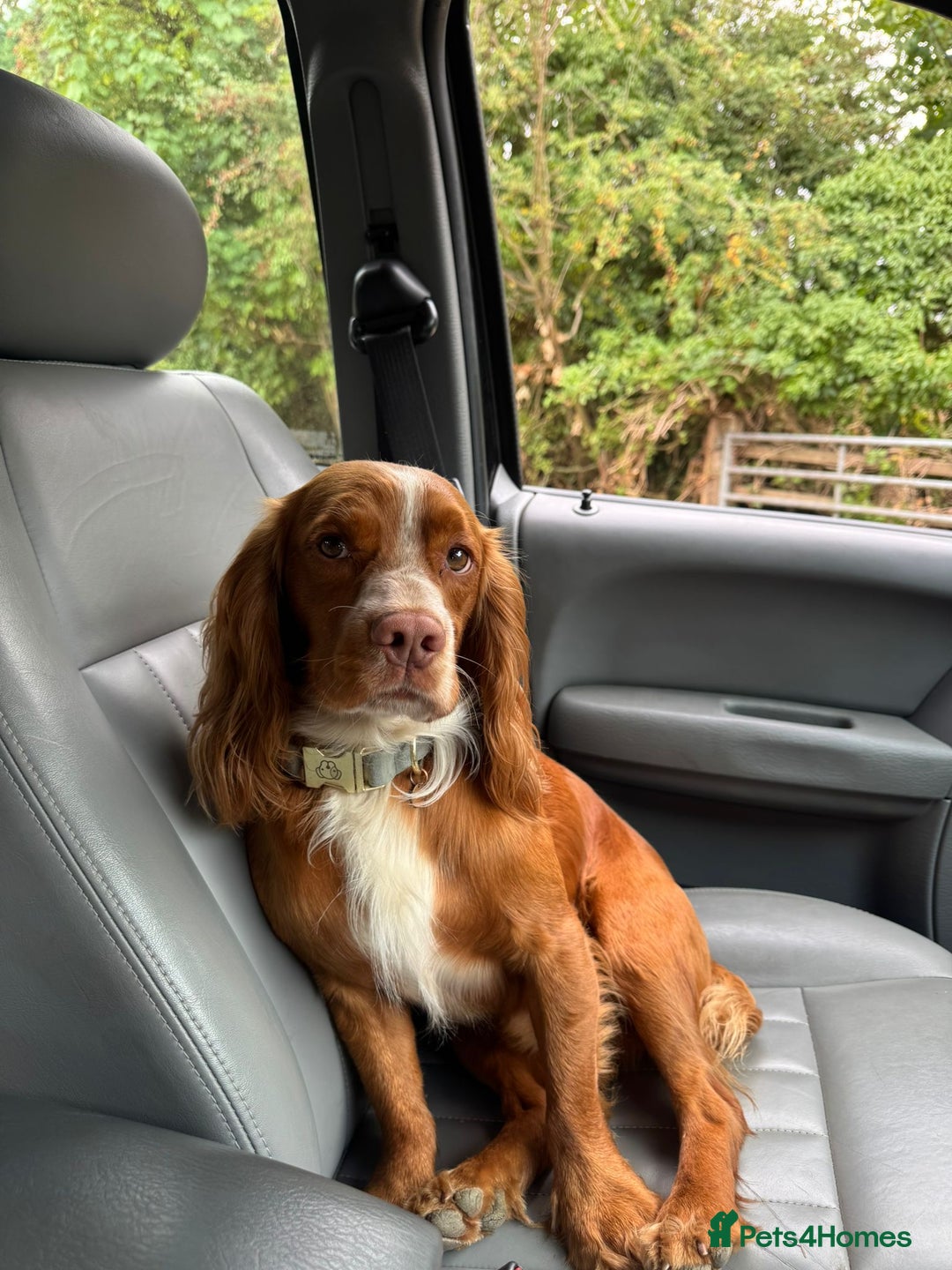 Sprocker dogs for sale: 5 left of gorgeous sprocker puppies - Image 6