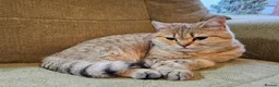 British Shorthair cats for sale: Golden British Shorthair Adult Female - Advert 2