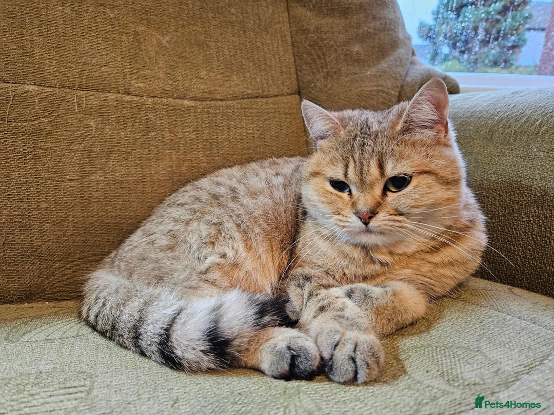 British Shorthair cats for sale: Golden British Shorthair Adult Female - Advert 2