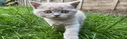 British Shorthair cats for sale: British shorthair kittens  - Advert 16